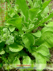 Վաղենակ դեղատու- Календула лекарственная- Calendula officinalis L._med-practic.com_Տաթևիկ Շահյան
