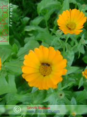 Վաղենակ դեղատու- Календула лекарственная- Calendula officinalis L._med-practic.com_Տաթևիկ Շահյան