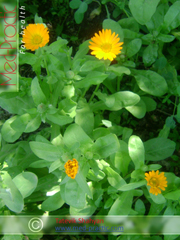 Վաղենակ դեղատու- Календула лекарственная- Calendula officinalis L._med-practic.com_Տաթևիկ Շահյան