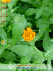Վաղենակ դեղատու- Календула лекарственная- Calendula officinalis L._med-practic.com_Տաթևիկ Շահյան