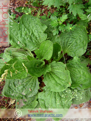 Подорожник большой - Plantago major L._Татевик Шагян