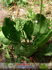 Подорожник большой - Plantago major L._Татевик Шагян