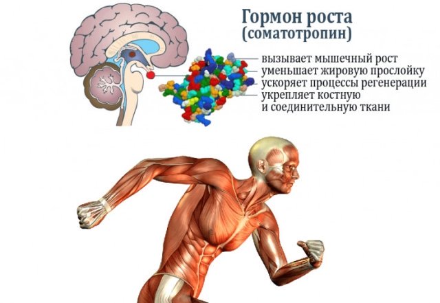 Эффекты соматотропина